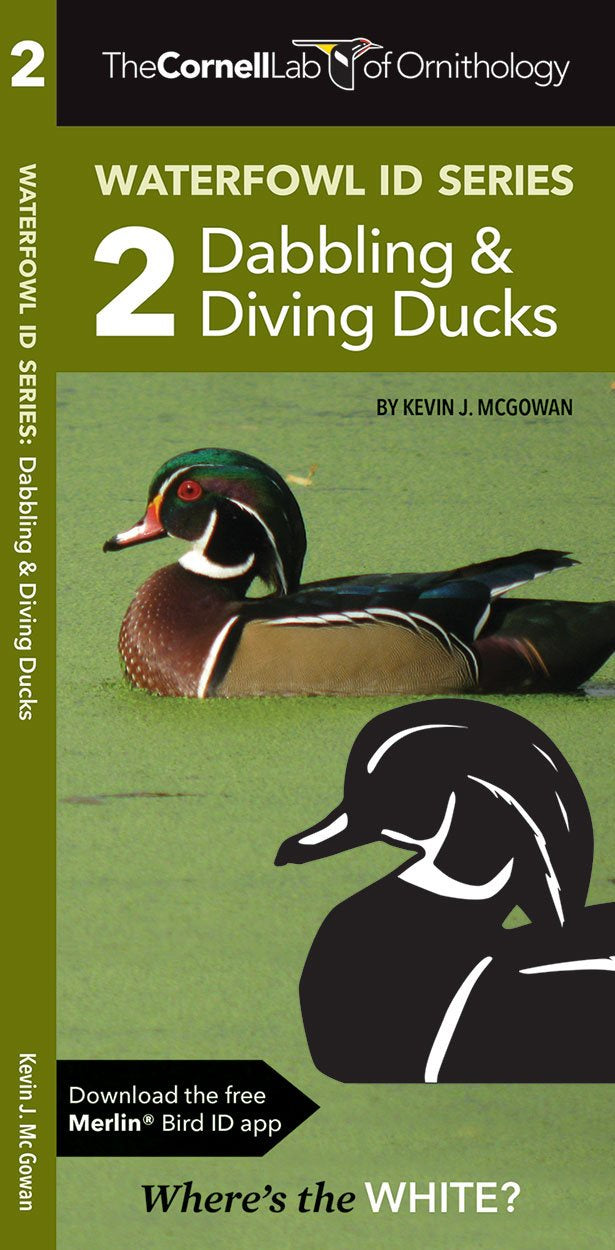 Waterfowl Id Series: 2 Dabbling & Diving Ducks (Wildlife And Nature Identification)