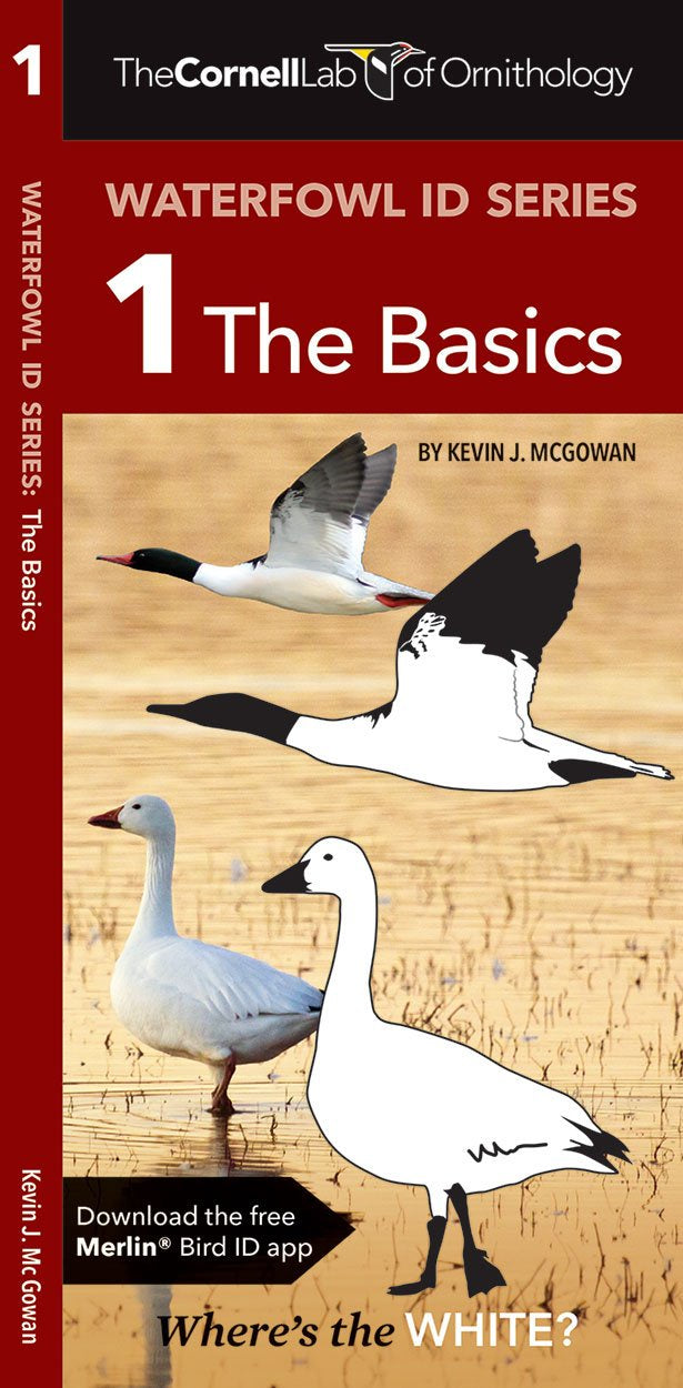Waterfowl Id Series: 1 The Basics (Wildlife And Nature Identification)