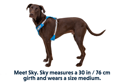 Hi & LIGht Dog Harness