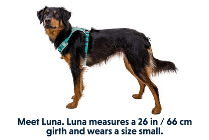 Hi & LIGht Dog Harness
