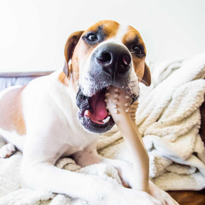 BetterBone Natural Dog Chews - BetterBone SOFT- All-Natural, Safer on Teeth, Sustainable